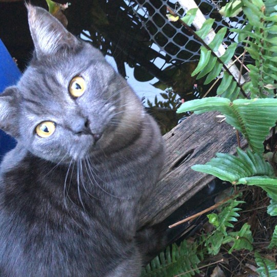  Paddy cat lost 15 nov